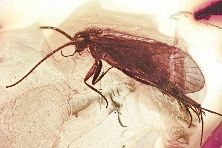 Detailed Fossil Caddisfly (Trichoptera) In Baltic Amber #367509